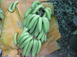 バナナ02.jpg